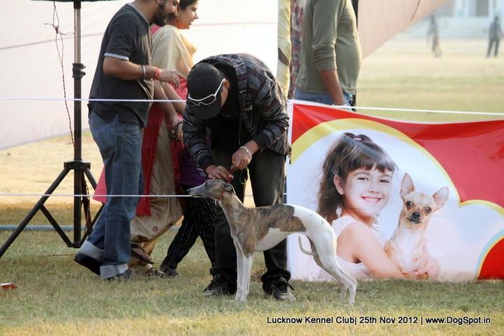 sw-71,whippet,, Lucknow Dog Show 2012, DogSpot.in