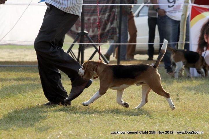 beagle,sw-71,, Lucknow Dog Show 2012, DogSpot.in
