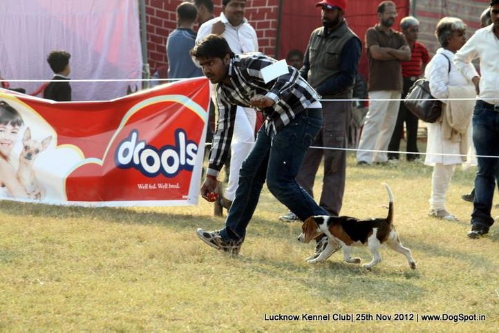beagle,sw-71,, Lucknow Dog Show 2012, DogSpot.in