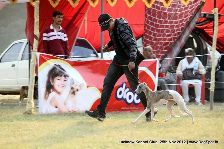 sw-71,whippet,, Lucknow Dog Show 2012, DogSpot.in