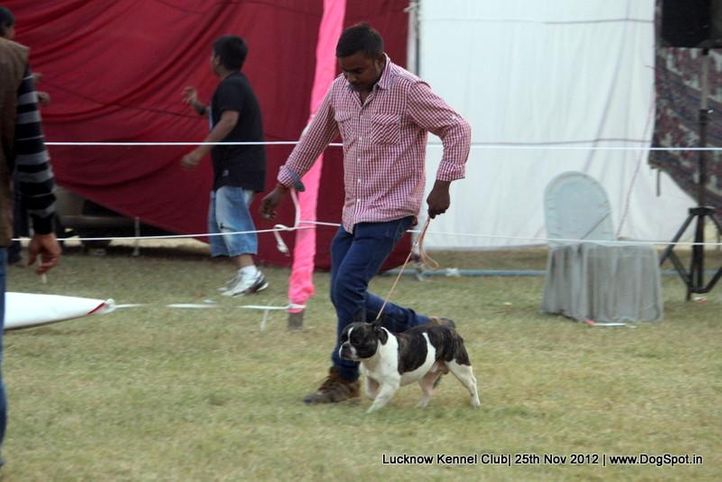 french bull dog,sw-71,, Lucknow Dog Show 2012, DogSpot.in