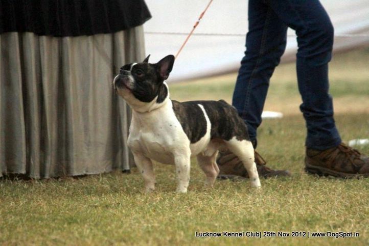 french bull dog,sw-71,, Lucknow Dog Show 2012, DogSpot.in