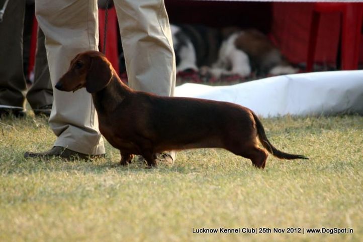 dachshund,ex-44,sw-71,, DEYWOO'S OOH LALA, Dachshund Miniature- Smooth Haired, DogSpot.in