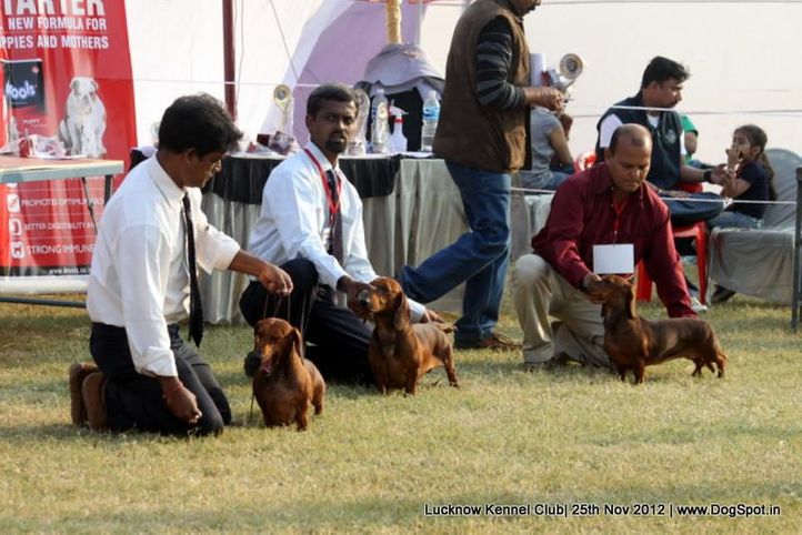 dachshund,sw-71,, Lucknow Dog Show 2012, DogSpot.in