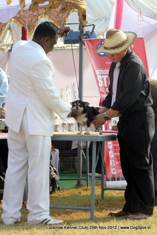 chihuahua,ex-1,judging,sw-71,, ESTERA ENJOY IN LOVE SHOW, Chihuahua (Long Coat), DogSpot.in