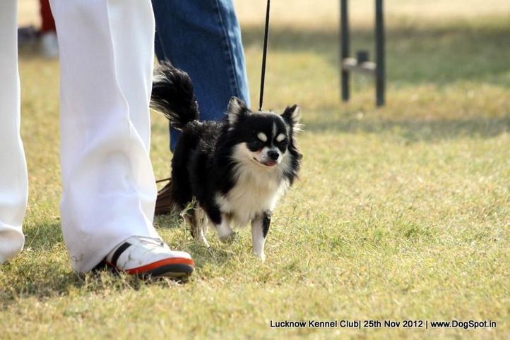 chihuahua,ex-1,sw-71,, ESTERA ENJOY IN LOVE SHOW, Chihuahua (Long Coat), DogSpot.in