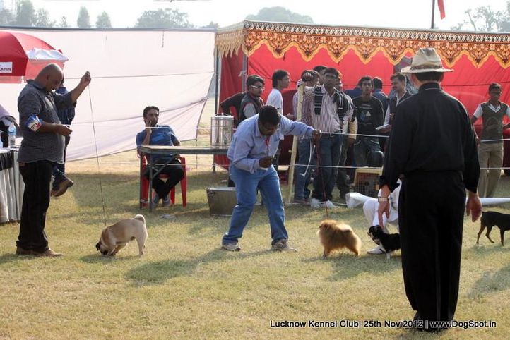 judging,sw-71,toy group,, Lucknow Dog Show 2012, DogSpot.in