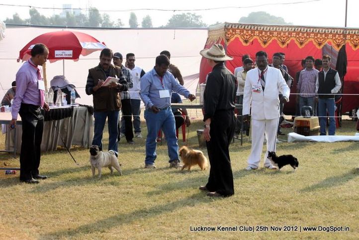 sw-71,toy group,, Lucknow Dog Show 2012, DogSpot.in