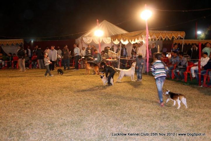 child handling,sw-71,, Lucknow Dog Show 2012, DogSpot.in