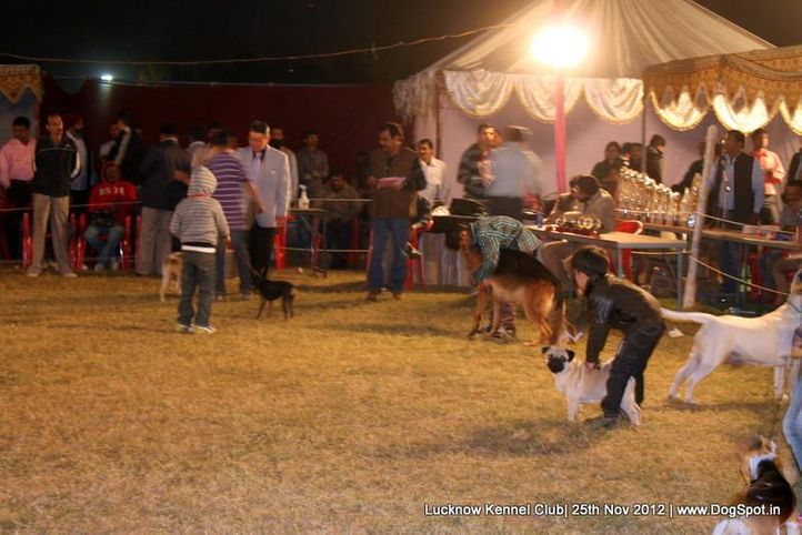 child handling,sw-71,, Lucknow Dog Show 2012, DogSpot.in