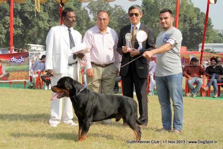 bob,ex-177,rottweiler,sw-101,, Lucknow Dog Show 2013, DogSpot.in