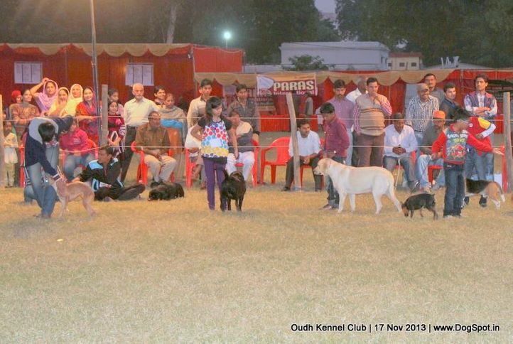 child handler,sw-101,, Lucknow Dog Show 2013, DogSpot.in
