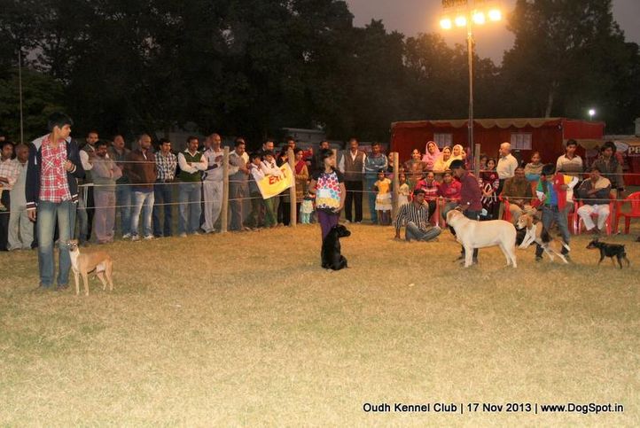 child handler,sw-101,, Lucknow Dog Show 2013, DogSpot.in