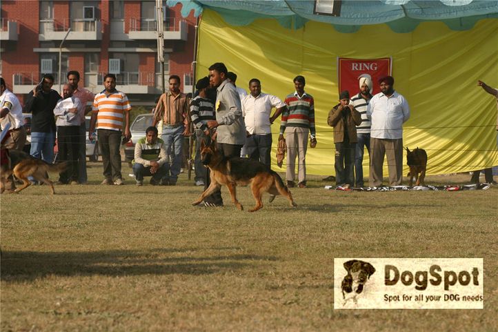 gsd,alsatian,, Ludhiana Dog Show 2008, DogSpot.in