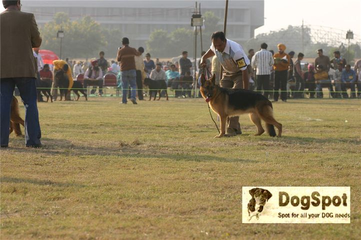 gsd,alsatian,, Ludhiana Dog Show 2008, DogSpot.in