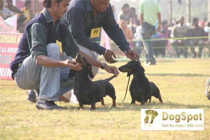 hound,, Ludhiana Dog Show 2008, DogSpot.in