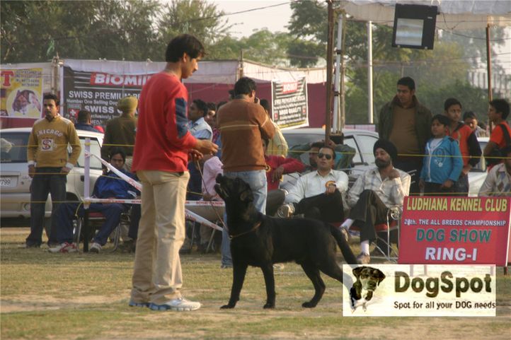 labrador,, Ludhiana Dog Show 2008, DogSpot.in
