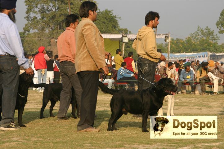 labrador,, Ludhiana Dog Show 2008, DogSpot.in
