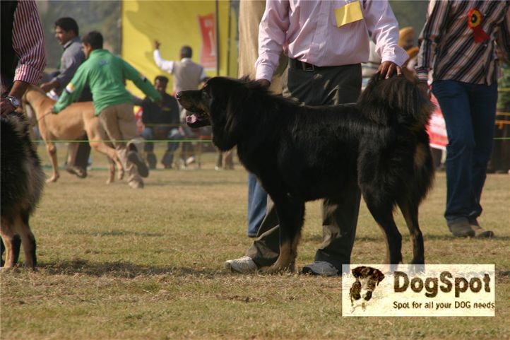 mastiff,, Ludhiana Dog Show 2008, DogSpot.in