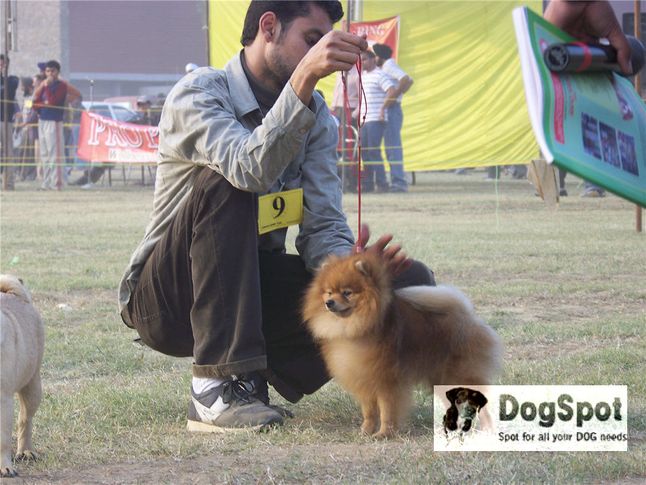 pomeranian,, Ludhiana Dog Show 2008, DogSpot.in