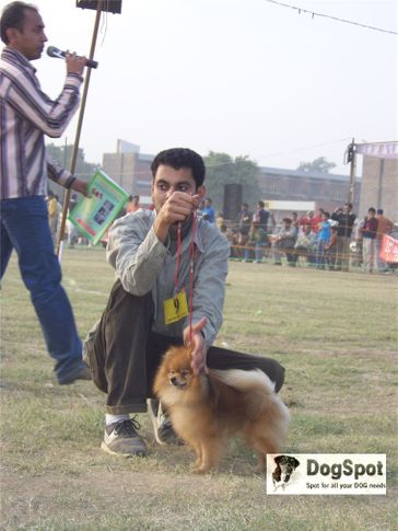 pomeranian,, Ludhiana Dog Show 2008, DogSpot.in