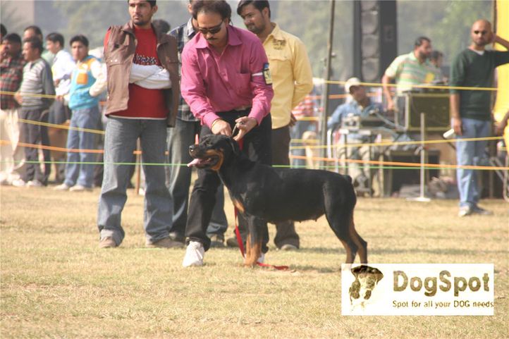 rottweiler,, Ludhiana Dog Show 2008, DogSpot.in