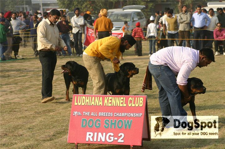 rottweiler,, Ludhiana Dog Show 2008, DogSpot.in