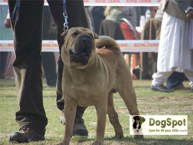 sharpei,, Ludhiana Dog Show 2008, DogSpot.in