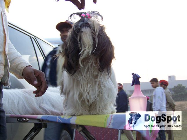 shihtzu,, Ludhiana Dog Show 2008, DogSpot.in