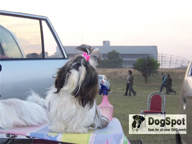 shihtzu,, Ludhiana Dog Show 2008, DogSpot.in