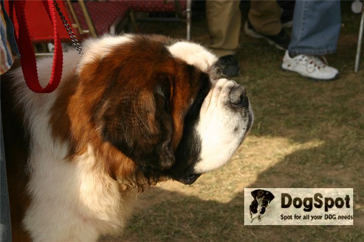 stbernard,, Ludhiana Dog Show 2008, DogSpot.in