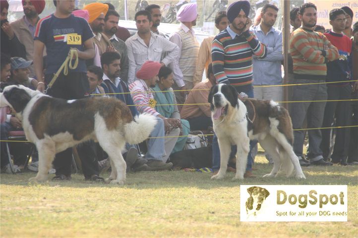 stbernard,, Ludhiana Dog Show 2008, DogSpot.in