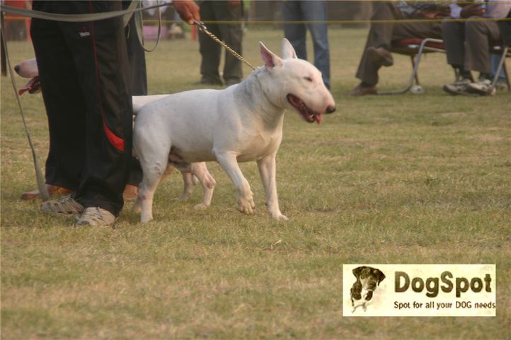 bullterrier,, Ludhiana Dog Show 2008, DogSpot.in