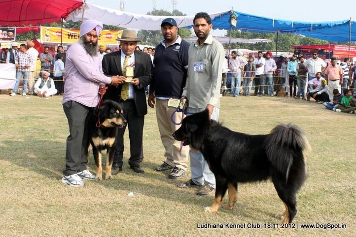 himalayan sheep,judges,sw-66,, Ludhiana Dog Show 2012, DogSpot.in