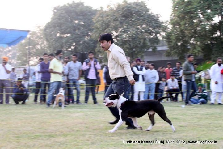 staffordshire terrier,sw-66,, Ludhiana Dog Show 2012, DogSpot.in