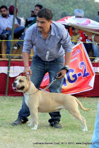 staffordshire terrier,sw-66,, Ludhiana Dog Show 2012, DogSpot.in