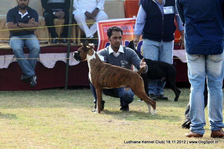 boxer,sw-66,, Ludhiana Dog Show 2012, DogSpot.in