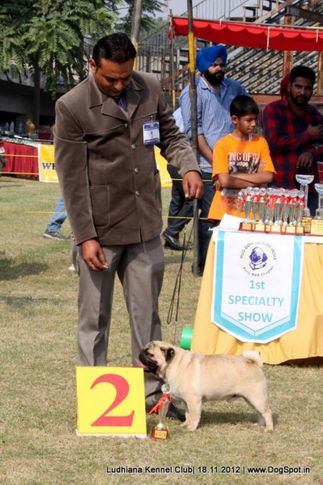 pug,sw-66,, Ludhiana Dog Show 2012, DogSpot.in