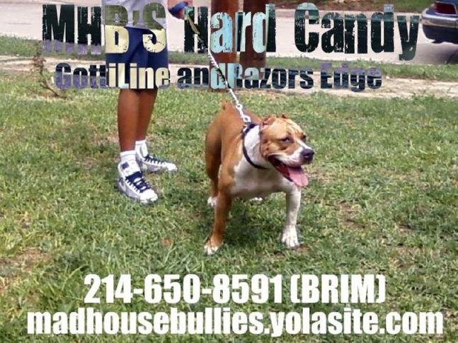 madhouse bullies my yard 2011, MADHOUSE BULLIES MY YARD 2011, DogSpot.in