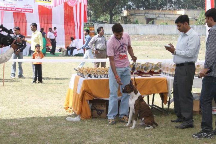 Boxer,, Meerut Dog Show, DogSpot.in