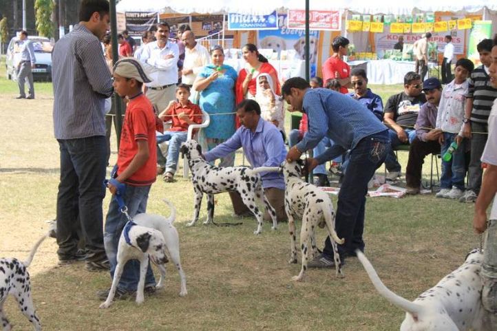Dalmatian,, Meerut Dog Show, DogSpot.in