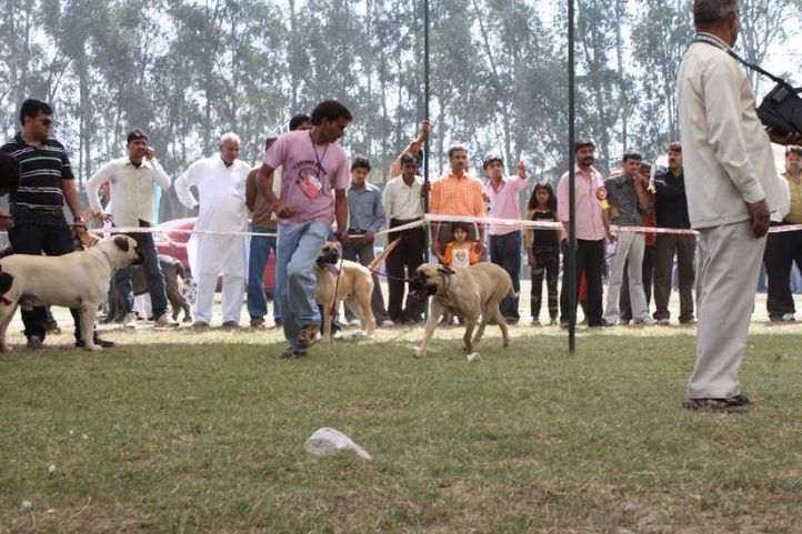 Mastiff,, Meerut Dog Show, DogSpot.in