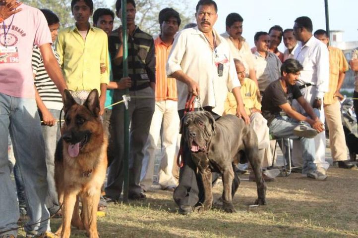 Mastiff,, Meerut Dog Show, DogSpot.in