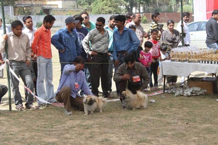 Pekingese,, Meerut Dog Show, DogSpot.in