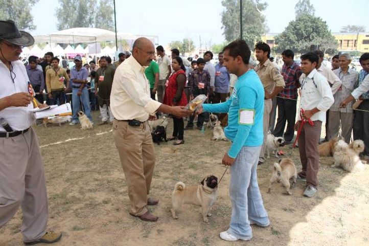 Pug,, Meerut Dog Show, DogSpot.in