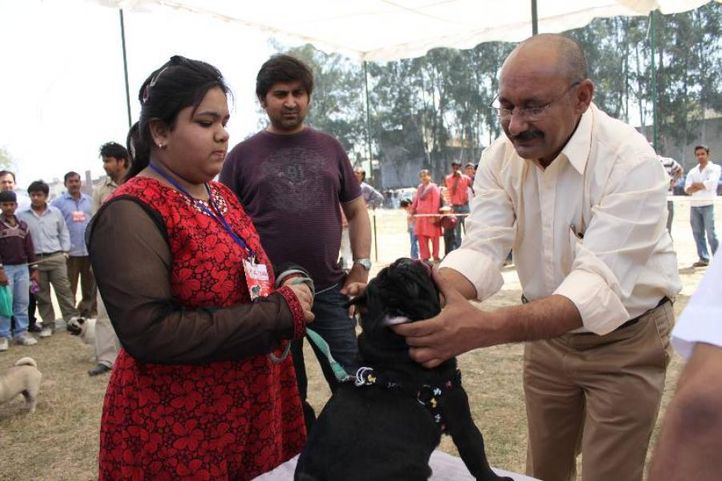 Pug,, Meerut Dog Show, DogSpot.in
