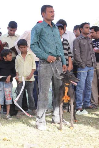 Rampur Hound,, Meerut Dog Show, DogSpot.in