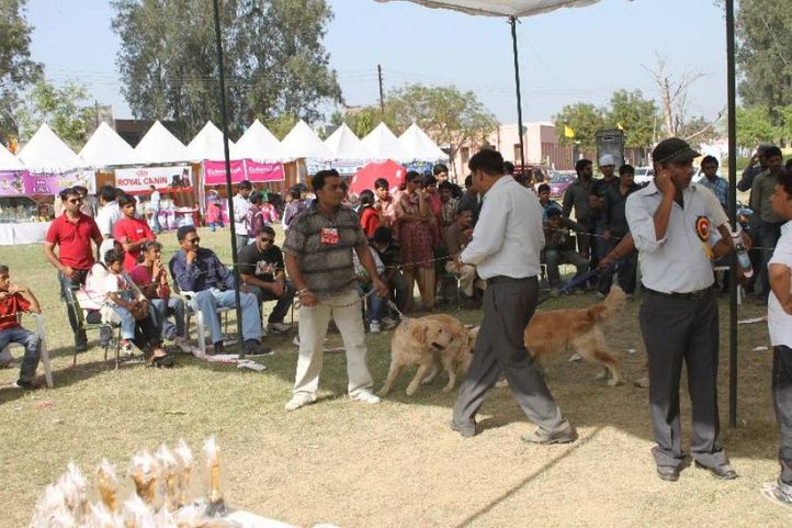 Golden Retriever,, Meerut Dog Show, DogSpot.in