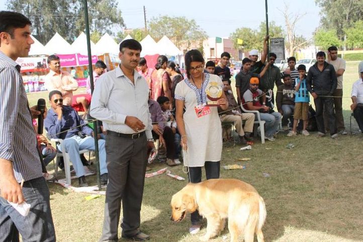 Golden Retriever,, Meerut Dog Show, DogSpot.in
