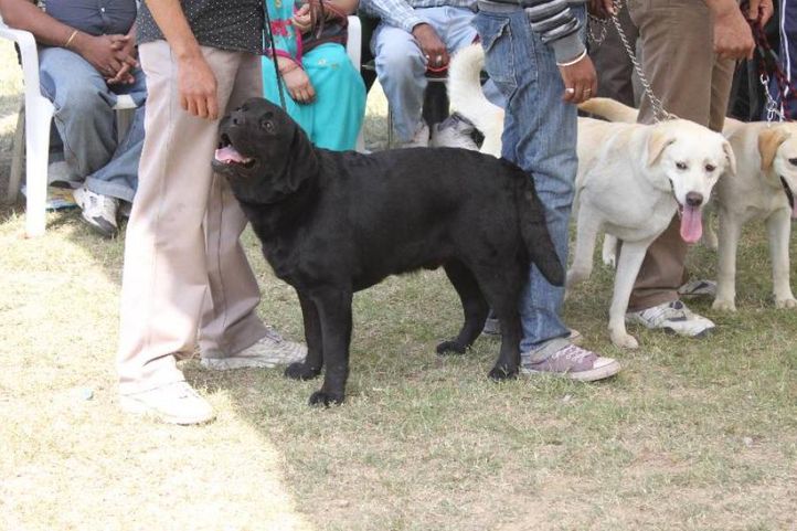 Labrador,, Meerut Dog Show, DogSpot.in